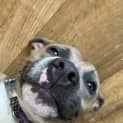 Photo of Clyde