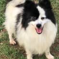 Photo of Pippa 12 Year Old Pomeranian (Trial)
