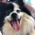 Photo of Pippa 12 Year Old Pomeranian (Trial)