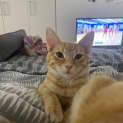 Photo of Crumpet
