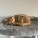 Photo of Crumpet