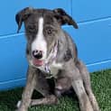 Photo of Violet