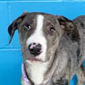 Photo of Violet