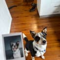 Photo of Zeus   2 Year Old Border Collie X (Trial)