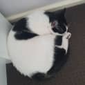 Photo of Tammy   1 Year Old Oriental Short Hair X