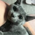 Photo of Ash 