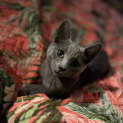 Photo of Ash 