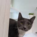 Photo of Pepita