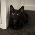 Photo of Luna Pearl