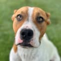 Photo of Diesel