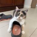Photo of Bella 