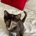 Photo of Gypsy