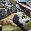 Photo of Bertum **2nd Chance Cat Rescue**