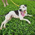 Photo of Moogoo