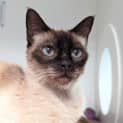 Photo of Simon