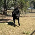 Photo of Brandy