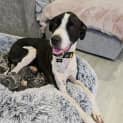 Photo of Sheeba