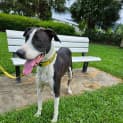 Photo of Sheeba