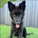 Photo of Pepper