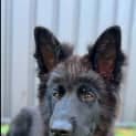 Photo of Pepper