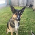 Photo of Hondo *$250 Adoption Fee*