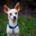 Photo of Twistie