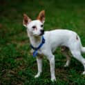 Photo of Twistie