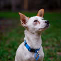 Photo of Twistie