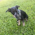 Photo of Dax