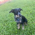 Photo of Dax