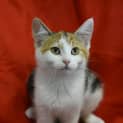 Photo of Crunchie