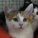 Photo of Crunchie