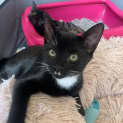 Photo of Mittens