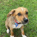 Photo of Ginger