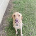 Photo of Lenny 