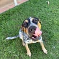Photo of Tess *$250 Adoption Fee*