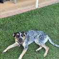 Photo of Tess *$250 Adoption Fee*