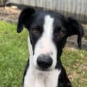 Photo of Tessie