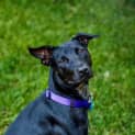 Photo of Violet