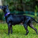 Photo of Violet