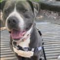 Photo of Tyson