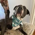 Photo of Tyson