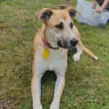Photo of Daffodil