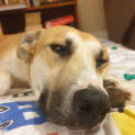 Photo of Daffodil