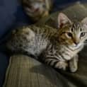 Photo of Luna