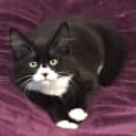 Photo of Banjo