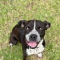 Photo of Diamond 