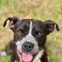 Photo of Diamond 