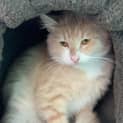 Photo of Benjamin **2nd Chance Cat Rescue**