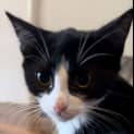 Photo of Felix